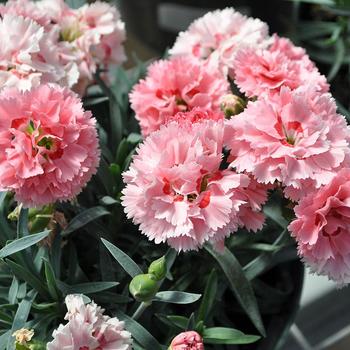 Dianthus Constant Beauty® 'Crush Peach'