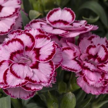 Dianthus 'Crush Pink' 