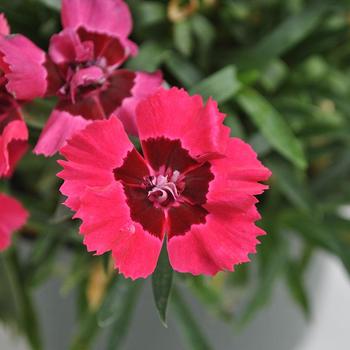 Dianthus 'Crush Pomegranate' 