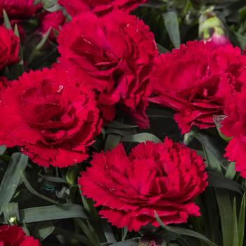 Dianthus 'Crush Red' 