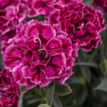 Dianthus 'Crush Rose' 