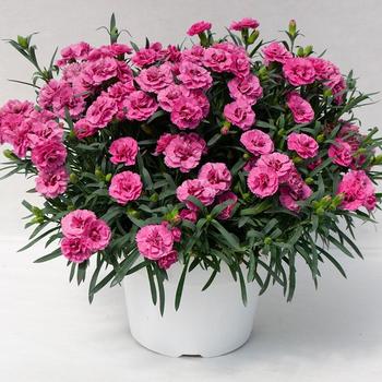 Dianthus 'Crush Watermelon' 