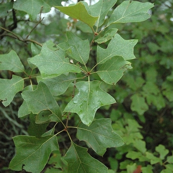 Quercus prinoides