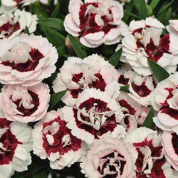 Dianthus Constant Beauty® 'Crush Wine'