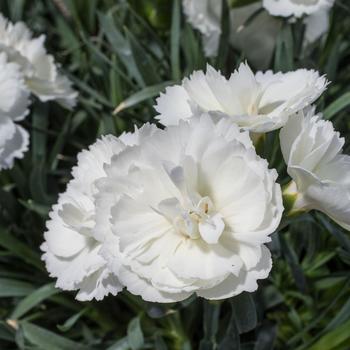 Dianthus Constant Beauty® White
