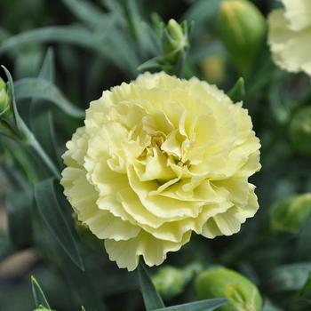 Dianthus 