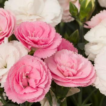 Dianthus Constant Cadence® 'Peach Milk'