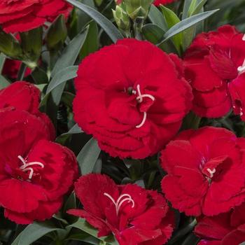 Dianthus 