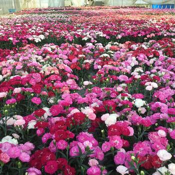 Dianthus Constant Cadence® 'Cherry Milk'