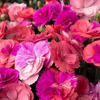 Dianthus 'Potpourri' 