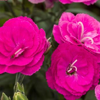 Dianthus Constant Cadence® Raspberry