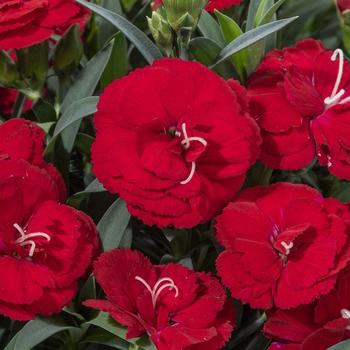 Dianthus Constant Cadence® Red