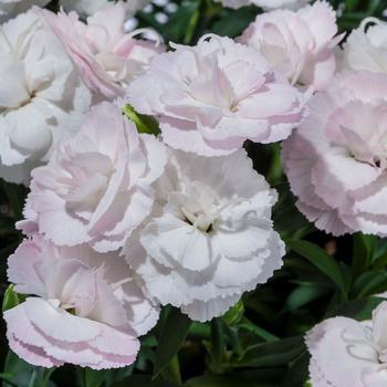 Dianthus Constant Cadence® White