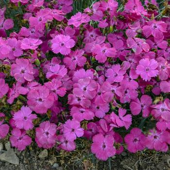 Dianthus 'Pinky Promise' 