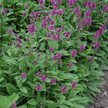 Stachys 