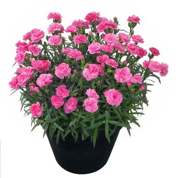 Dianthus caryophyllus 'Sunflor Bowie' 