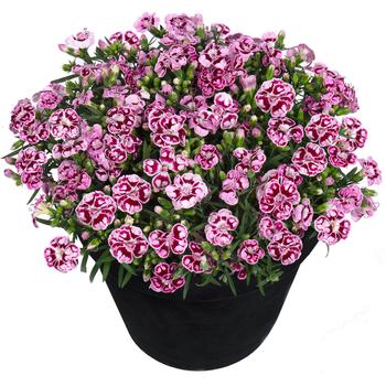 Dianthus caryophyllus 'Sunflor Charmy'