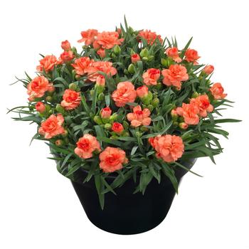 Dianthus caryophyllus 'Sunflor Cody'