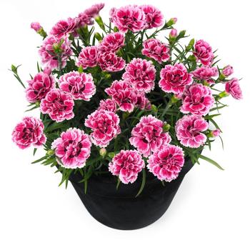 Dianthus caryophyllus 'Sunflor Esta' 