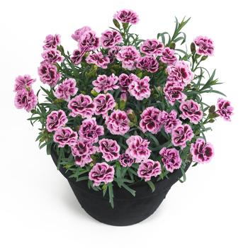 Dianthus caryophyllus 'Sunflor Finesse' 