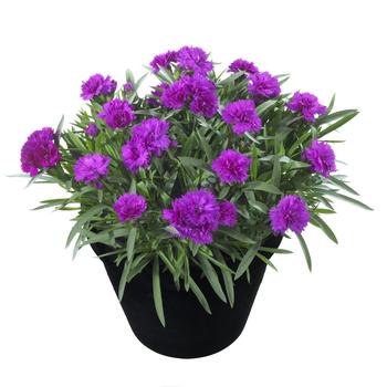 Dianthus caryophyllus 'Sunflor Hailey'