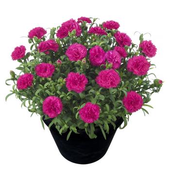 Dianthus caryophyllus 'Sunflor Skylar' 