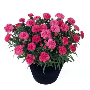 Dianthus caryophyllus 'Sunflor Vivre'