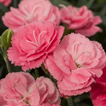 Dianthus 