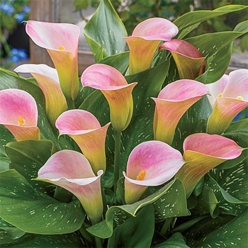 Zantedeschia 'Captain Solo' PP26702