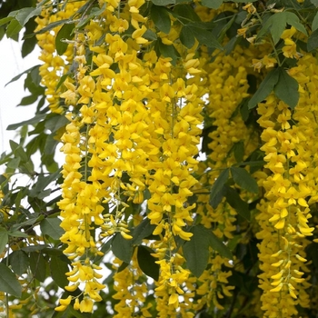 Laburnum x watereri 'Vossii' 