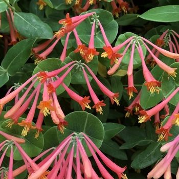 Lonicera sempervirens 'Blanche Sandman' 