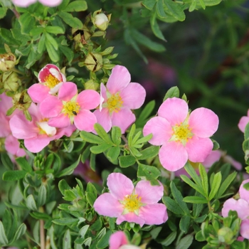 Potentilla fruticosa 'Pink Whisper' 