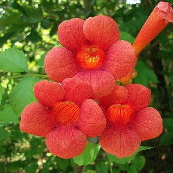 Campsis radicans 'Red Sunset' 