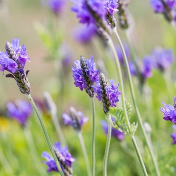 Lavandula multifida