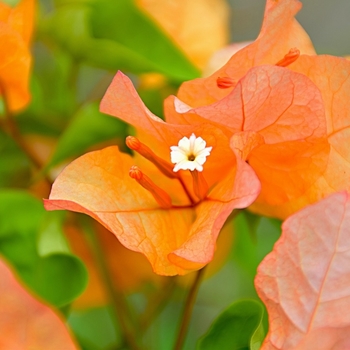 Bougainvillea 'Sundown Orange' 