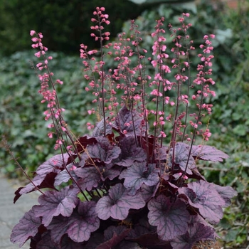 Heuchera 'Grape Timeless' PPAF