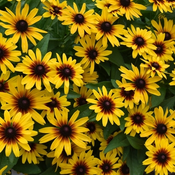 Rudbeckia hirta 'G16223' 