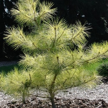 Pinus densiflora 'Burke's Red Variegated' 