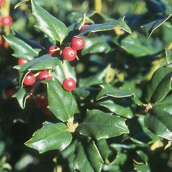 Ilex x meserveae 'Mesdob/Mesog' 