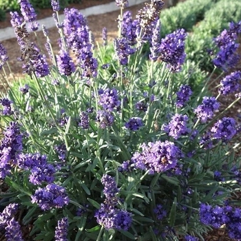 Lavandula angustifolia 'La Diva Eternal Elegance' 