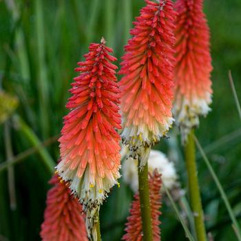 Kniphofia 'High Roller' PPAF