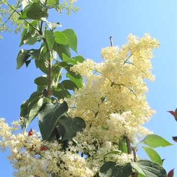 Syringa reticulata 'Williamette' 