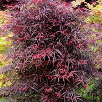 Acer palmatum f. linearilobum 'Hubb's Red Willow' 