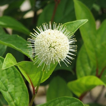 Cephalanthus occidentalis 'Red Moon Rising' 