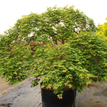 Acer palmatum 'Jiro Shidare' 