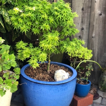 Acer palmatum 'Lima Gold' 