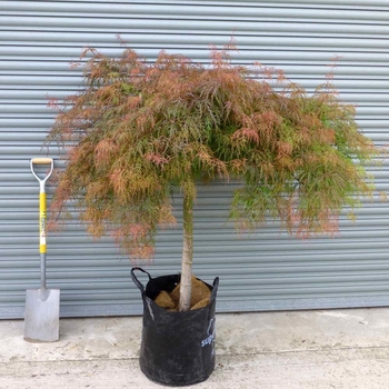 Acer palmatum 'Raraflora' 