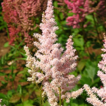 Astilbe 'Fireworks Pink' 