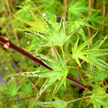 Acer palmatum 'Okushimo' 