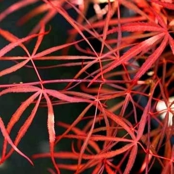 Acer palmatum 'Red Spider' 